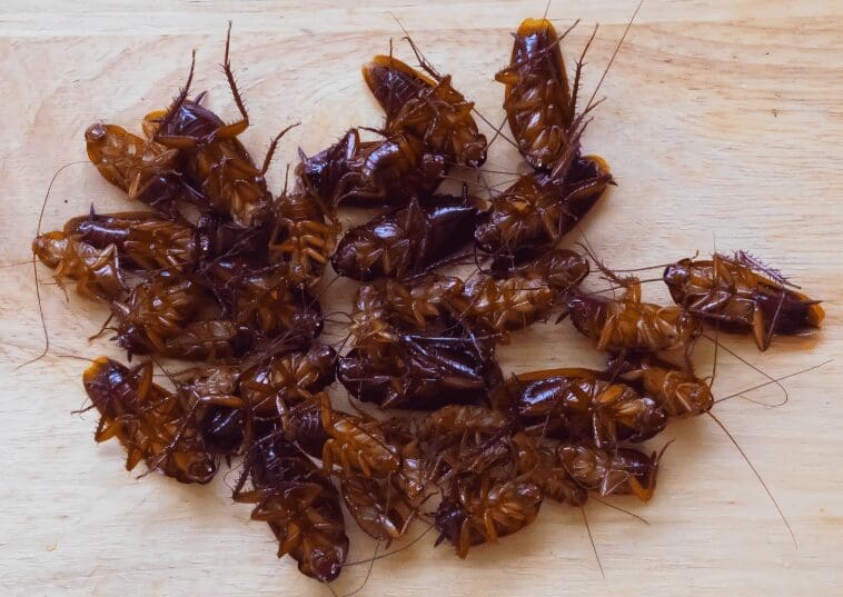 Cockroaches Gardenfrontier Cockroaches
