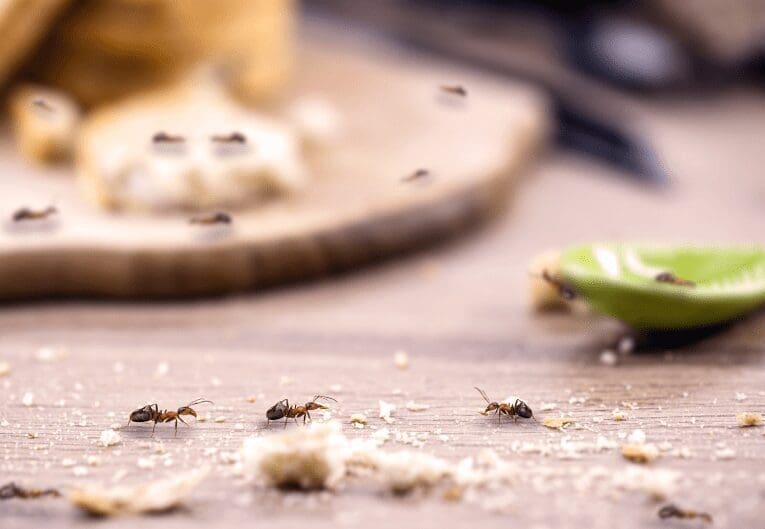 How to Get Rid of Kitchen Ants Gardenfrontier How to Get Rid of Kitchen Ants