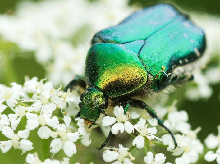 June Bug Gardenfrontier June Bug