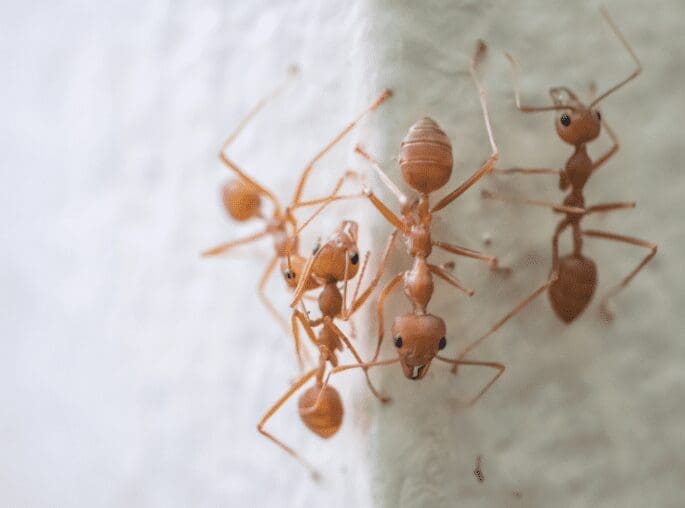 Plant Ants Gardenfrontier Plant Ants