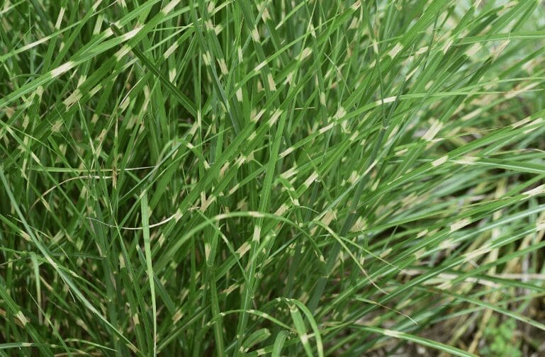 Zebra Grass Gardenfrontier Zebra Grass