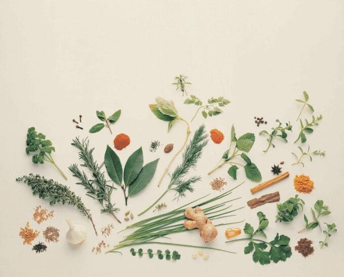 Spice Herbs Gardenfrontier Spice Herbs