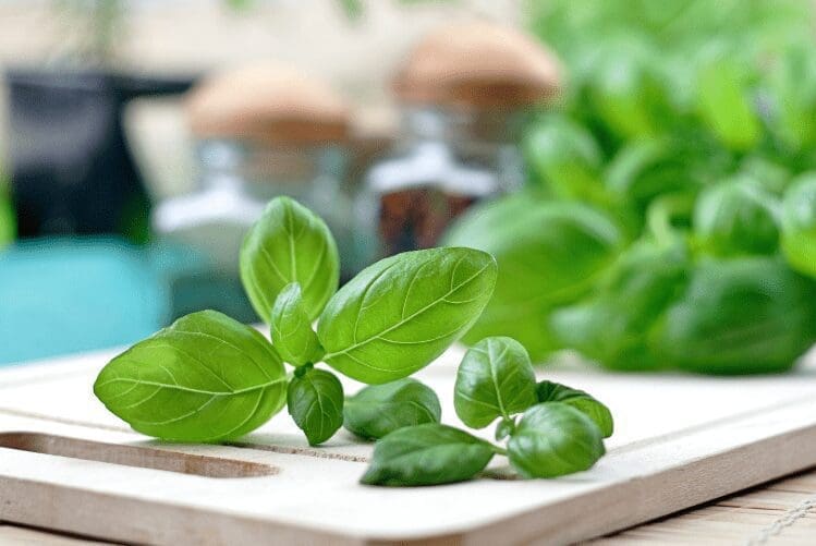 Basil Herb Gardenfrontier Basil Herb