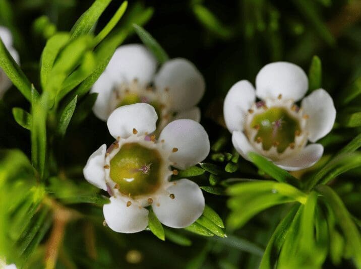 Chamelaucium uncinatum Gardenfrontier Close up of Chamelaucium uncinatum blooming on a shrub