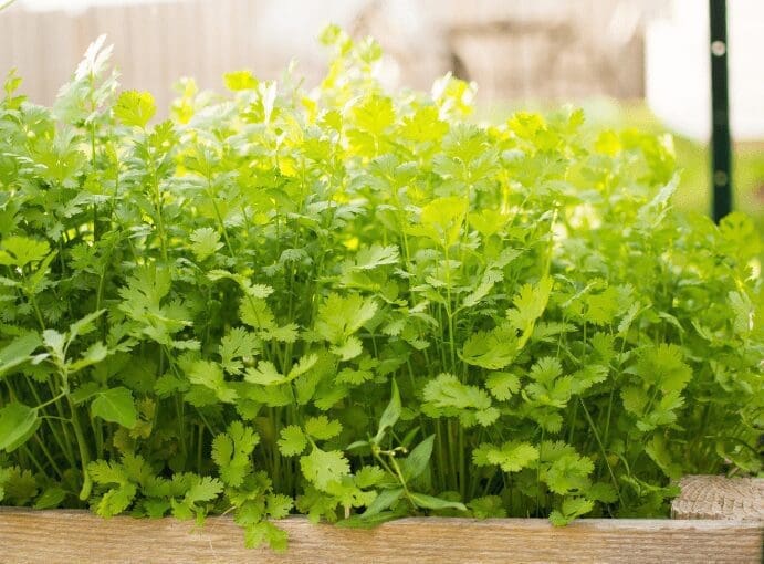 Cilantro Gardenfrontier Cilantro