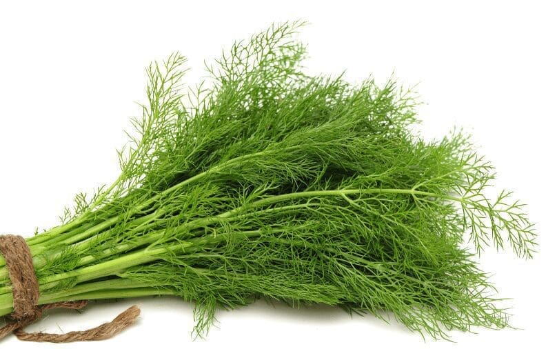 Dill Gardenfrontier Dill