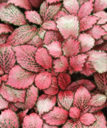 Fittonia Red Star Gardenfrontier Fittonia Red Star