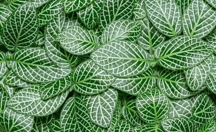 Fittonia albivenis Gardenfrontier Fittonia albivenis