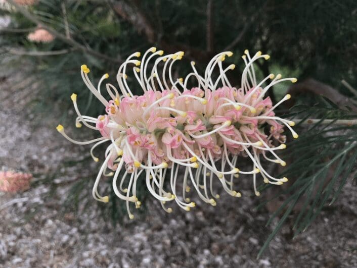 Grevillea Gardenfrontier Grevillea