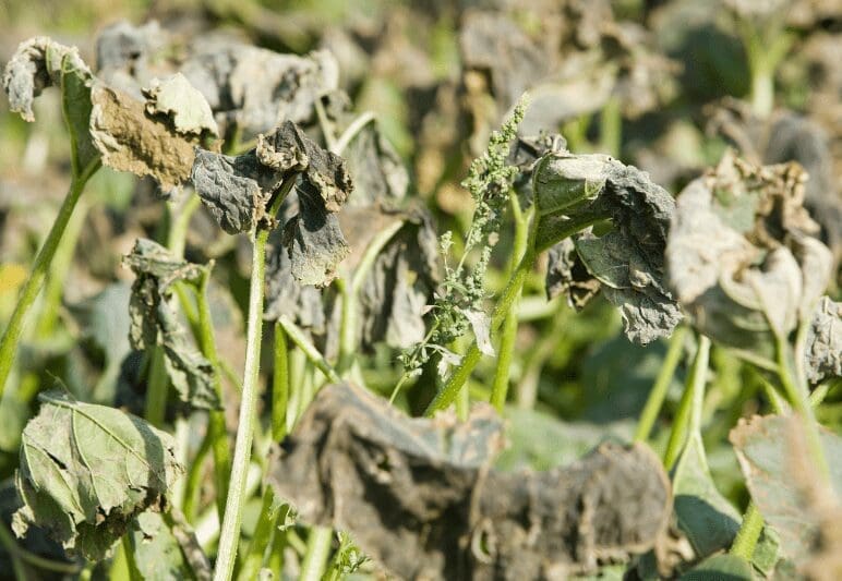 How To Stop Plants From Wilting Gardenfrontier How To Stop Plants From Wilting