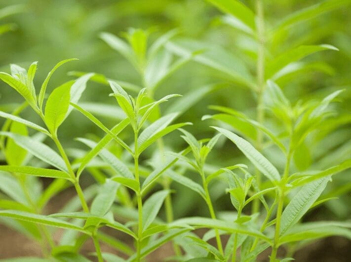 Lemon Verbena Gardenfrontier Lemon Verbena
