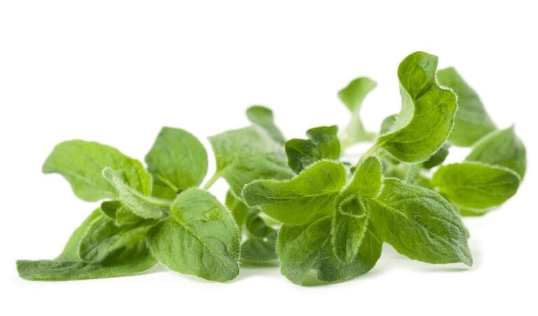 Oregano Gardenfrontier Oregano