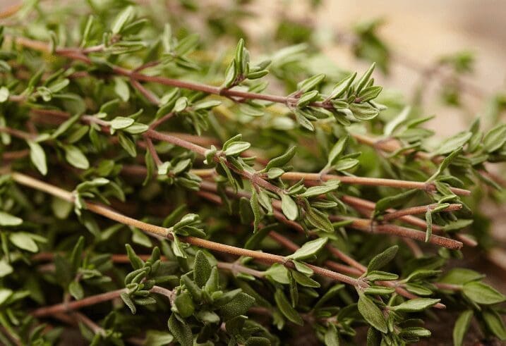 Thyme Gardenfrontier Thyme