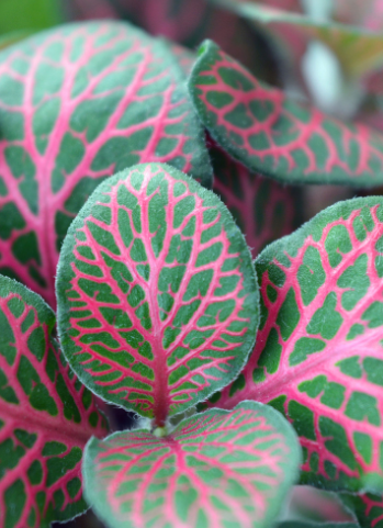 fittonia Fortissimo Gardenfrontier fittonia Fortissimo