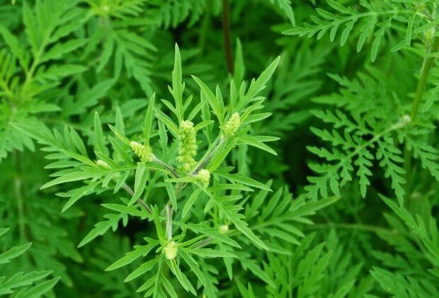 Ambrosia artimisiifoliaRagweed Gardenfrontier ragweed1