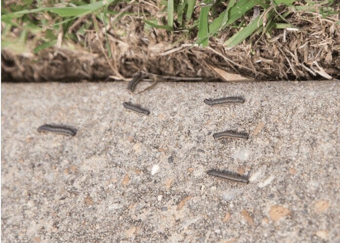 Army Worms Gardenfrontier Army Worms