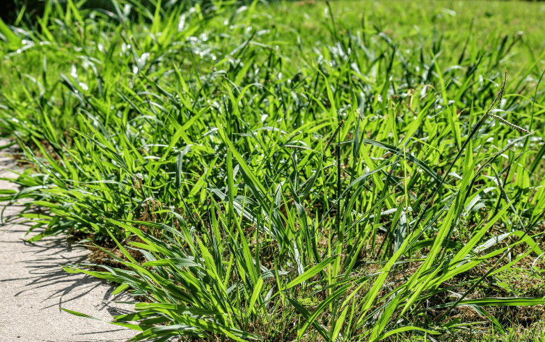 Crabgrass Killer Gardenfrontier Crabgrass Killer