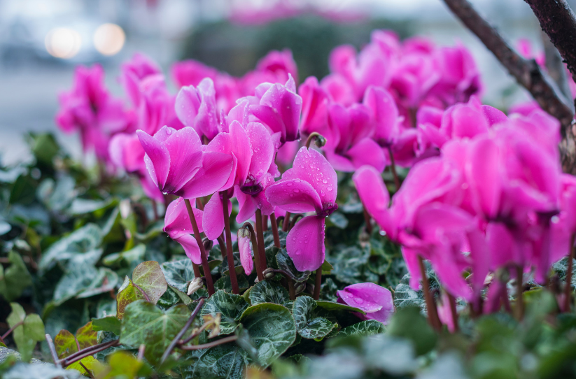 Cyclamen Plant Gardenfrontier Cyclamen Plant