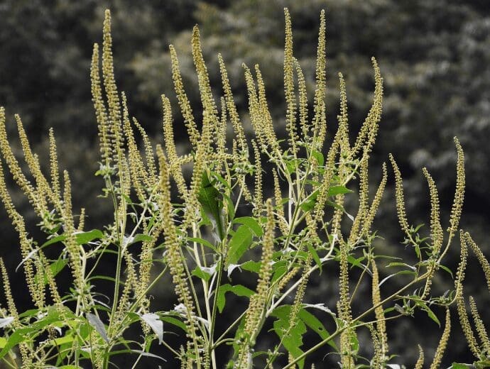 Giant Ragweed Gardenfrontier Giant Ragweed