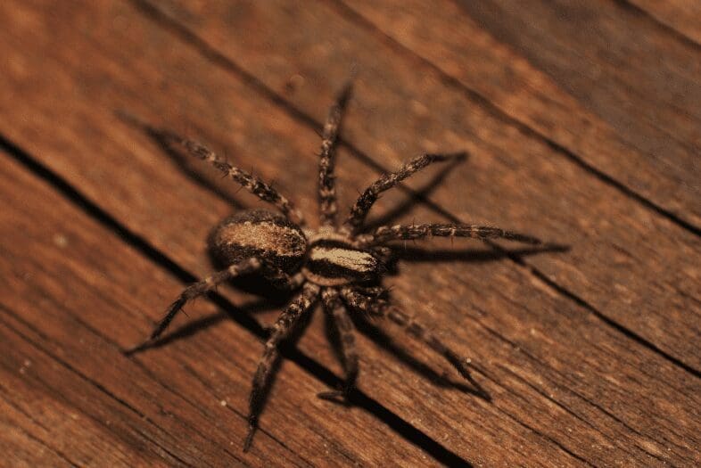 How To Prevent Spiders Coming In The House Gardenfrontier How To Prevent Spiders Coming In The House
