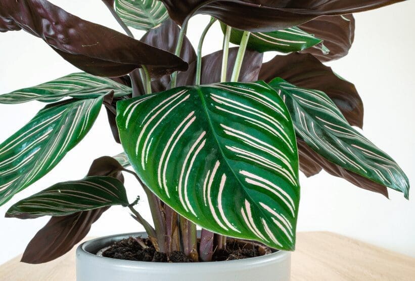 Prayer Plant Gardenfrontier Prayer Plant