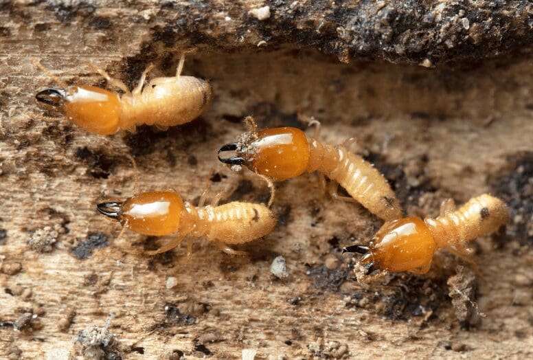 Termites Damaging Wood Gardenfrontier Close up of termites crawling on severely damaged and hollowed out wood