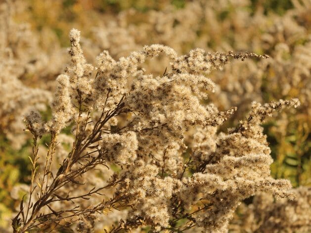 ragweed2 Gardenfrontier ragweed2