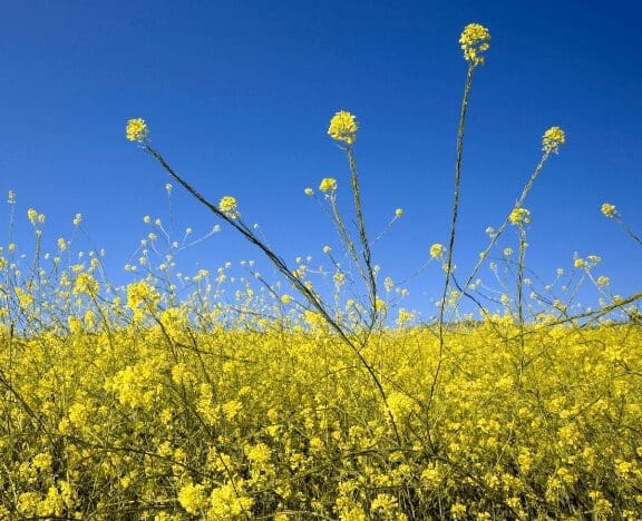 ragweed3 Gardenfrontier ragweed3