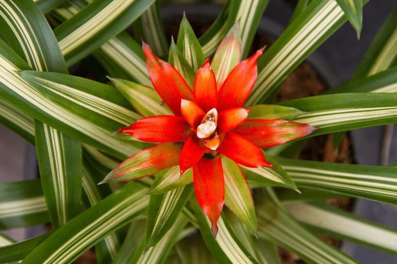 Bromeliad Plant Gardenfrontier Bromeliad Plant