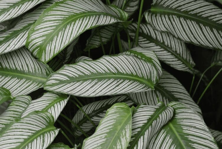 Calathea Gardenfrontier'White Fusion' Calathea'White Fusion'