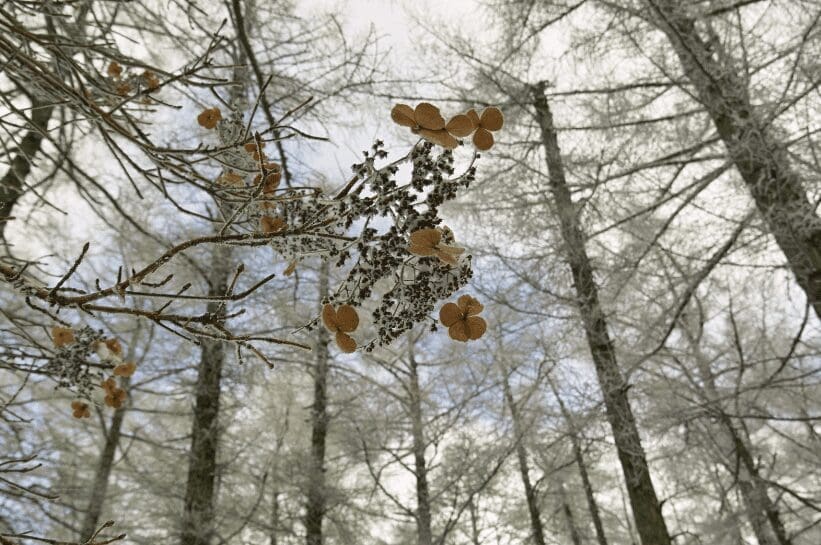 Climbing Hydrangea Gardenfrontier Climbing Hydrangea
