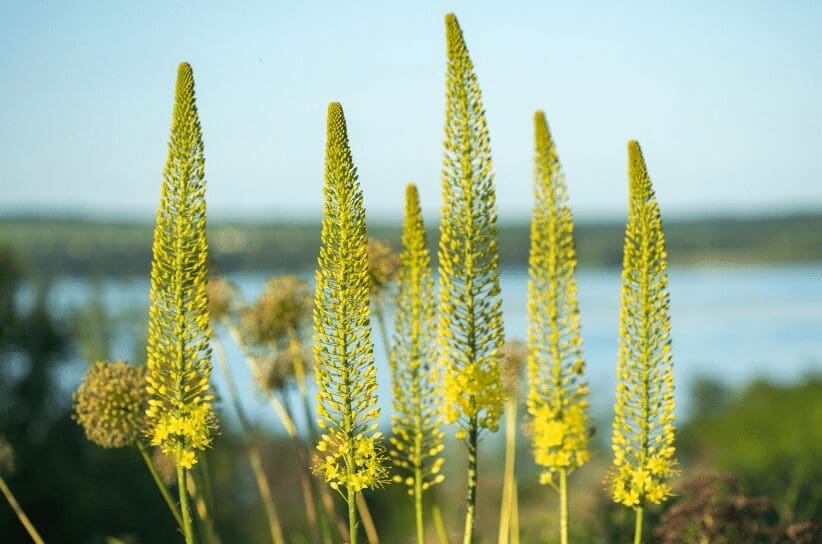 Foxtail Lily Gardenfrontier Foxtail Lily