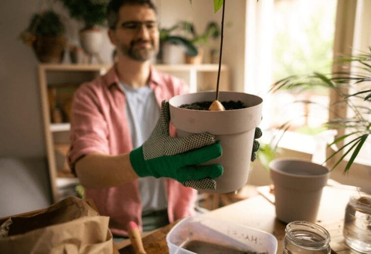 Growing Avocado Gardenfrontier Growing Avocado