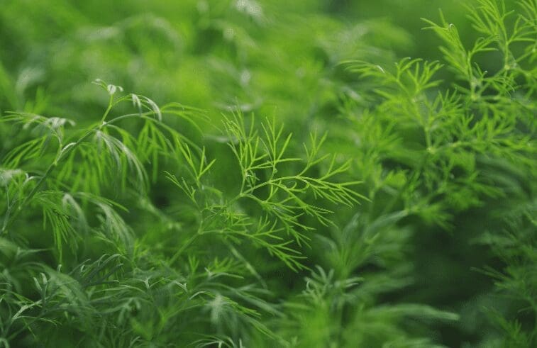 How To Harvest Dill From Seed Gardenfrontier How To Harvest Dill From Seed