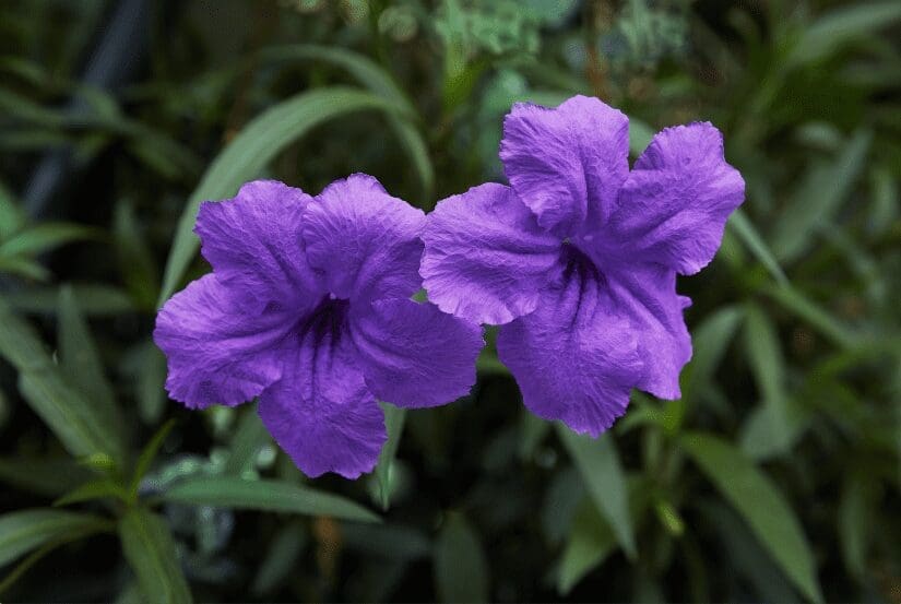 Mexican Petunia Gardenfrontier Mexican Petunia