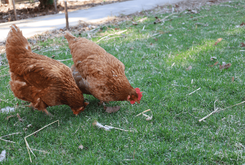Raising Chickens Gardenfrontier Raising Chickens