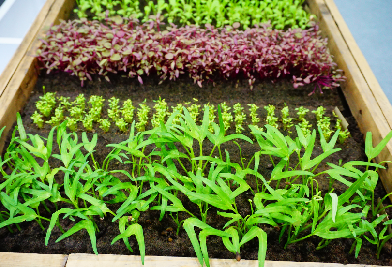 Vegetable Garden Gardenfrontier Vegetable Garden