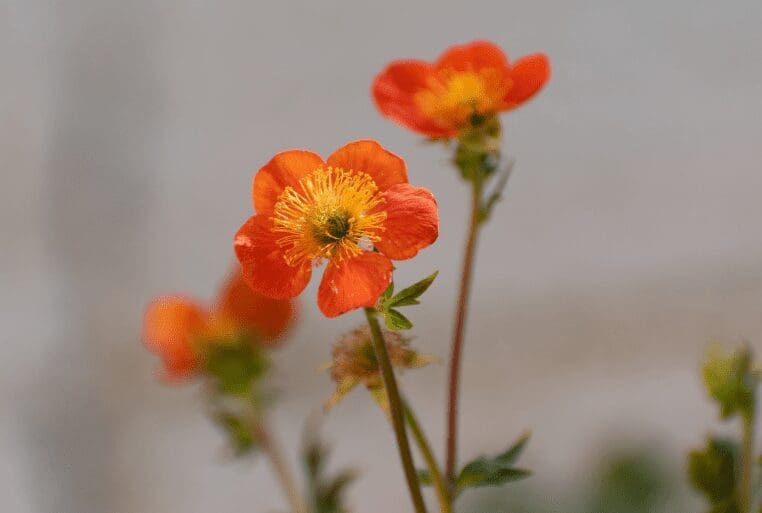 Avens Gardenfrontier Avens