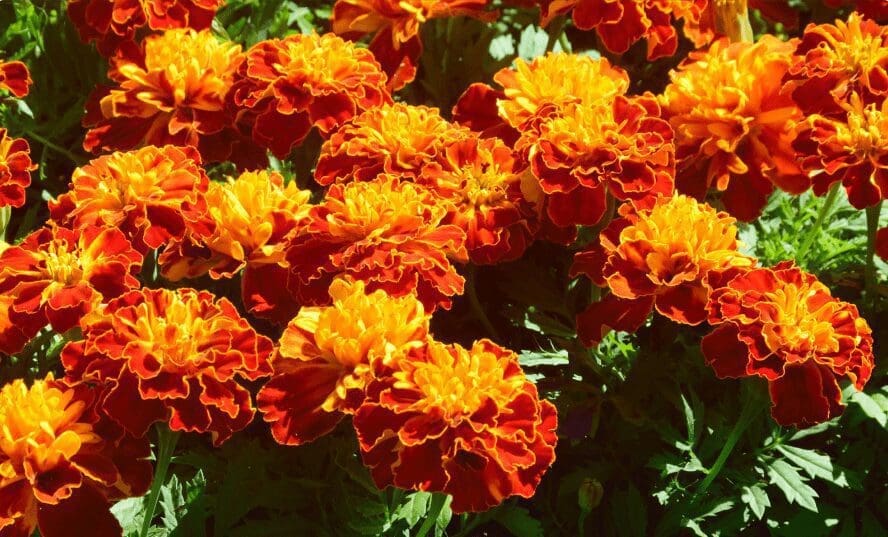 Marigolds Gardenfrontier Marigolds