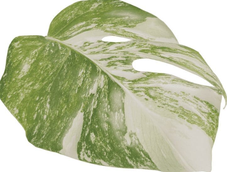 Monstera Aurea Marmorata Variegata Gardenfrontier Monstera Aurea Marmorata Variegata