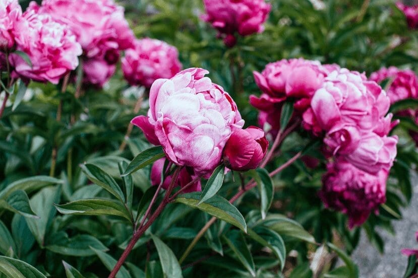 peonies Gardenfrontier peonies