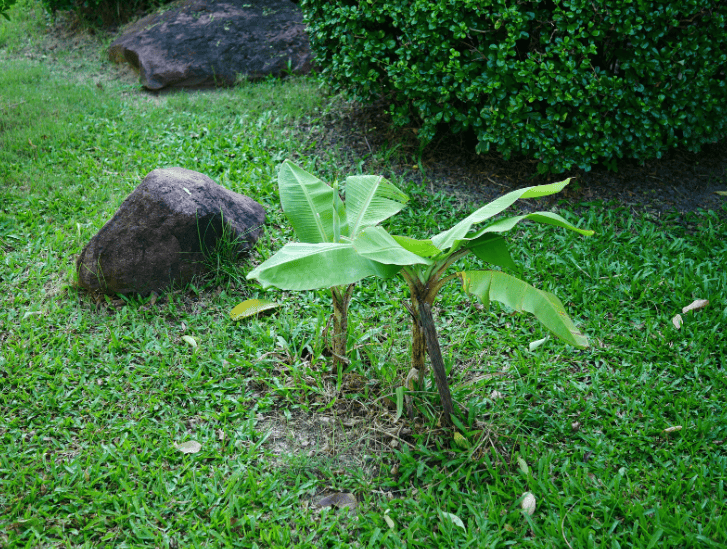 Banana trees Gardenfrontier Banana trees