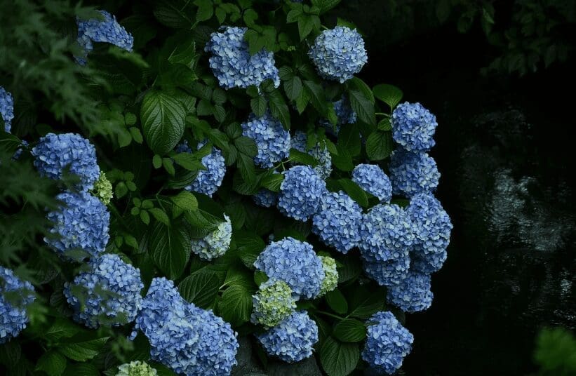 blue hydrangea Gardenfrontier blue hydrangea