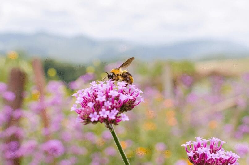 Get Bees To Your Garden Gardenfrontier Get Bees To Your Garden