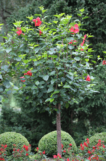 Hibiscus Tree Gardenfrontier Hibiscus Tree