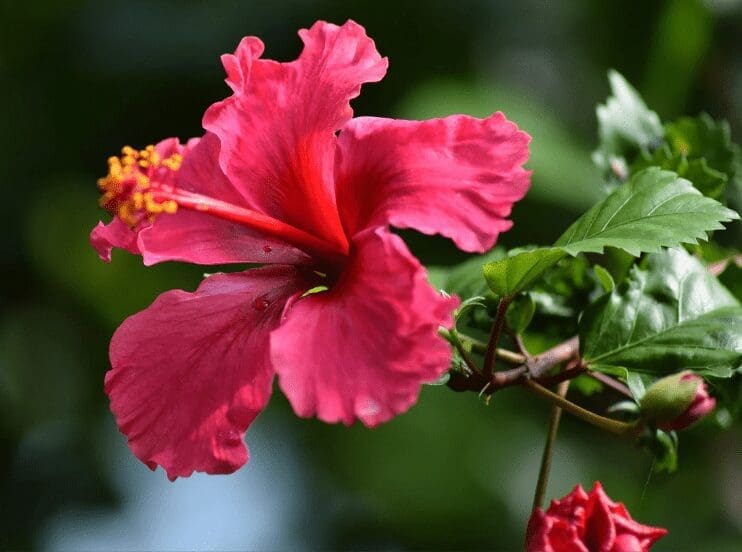 Hibiscus tree overwinter Gardenfrontier Hibiscus tree overwinter