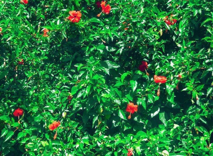 Hibiscus trees Gardenfrontier Hibiscus trees