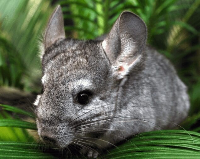 Chinchilla Gardenfrontier Chinchilla