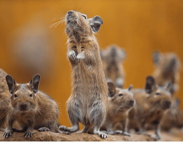 Degus Gardenfrontier Degus