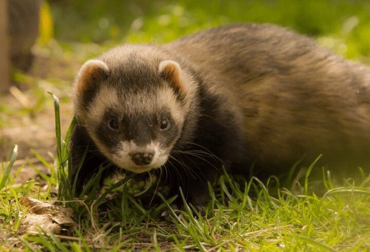 Ferret Gardenfrontier Ferret